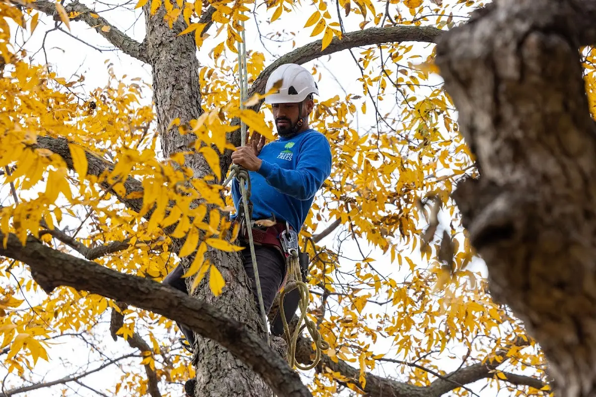 Skilled Tree Pruning crew working in Iuka